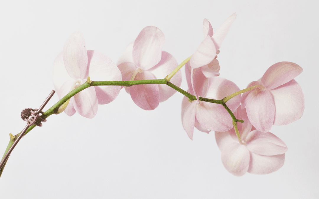 How to bring your orchids back to life